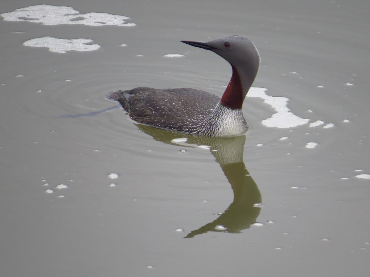 Red-throated Loon - ML465844021