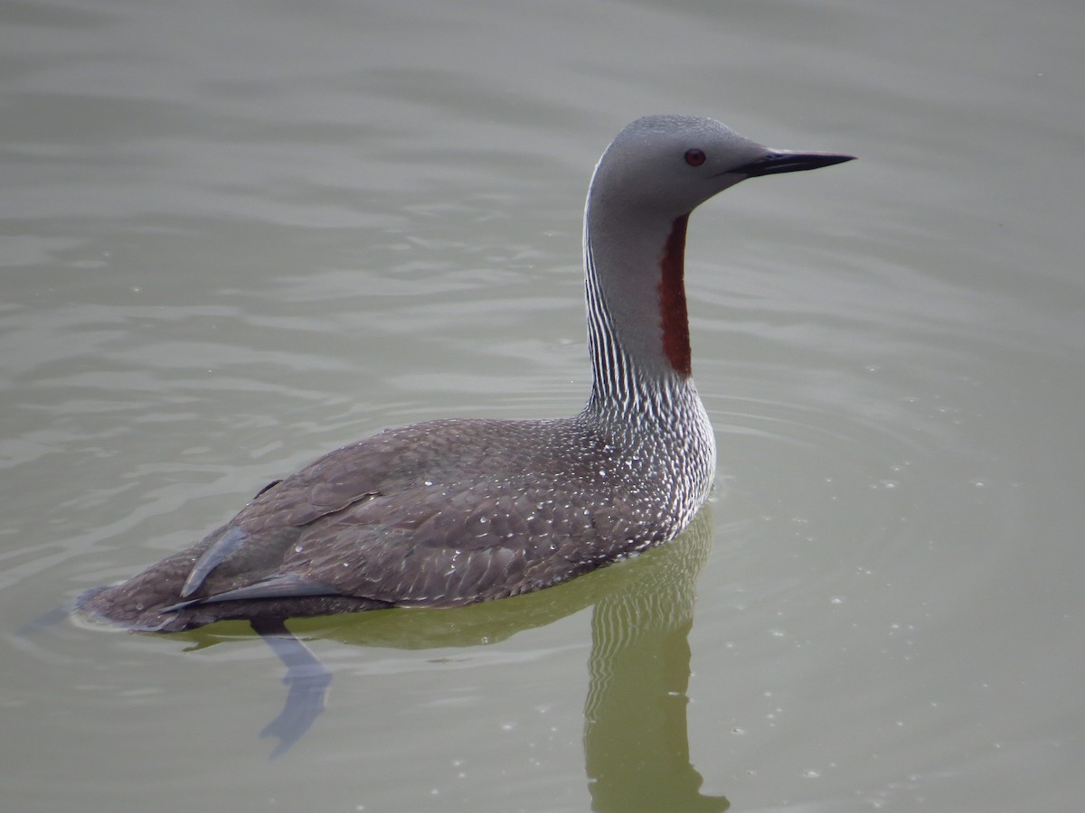 Red-throated Loon - ML465844081