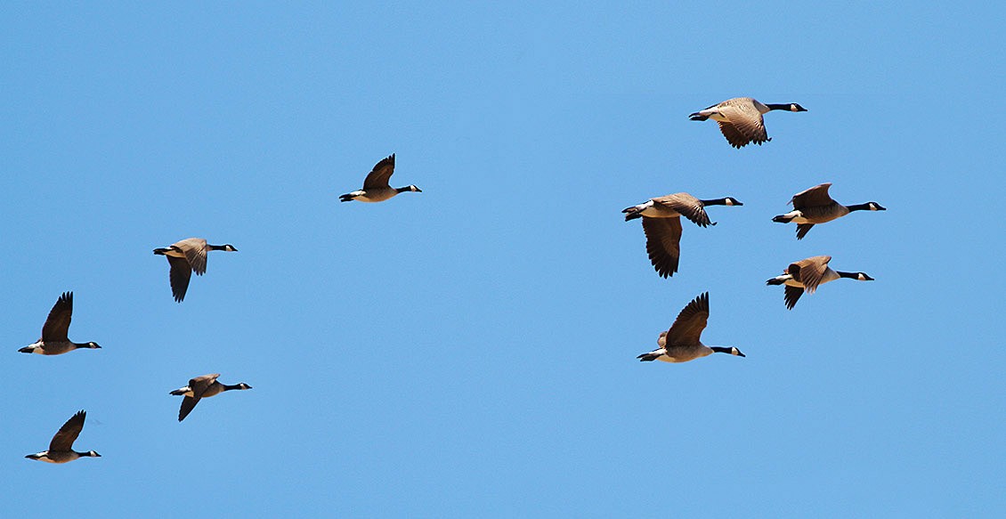 Cackling Goose (Richardson's) - Bill Maynard