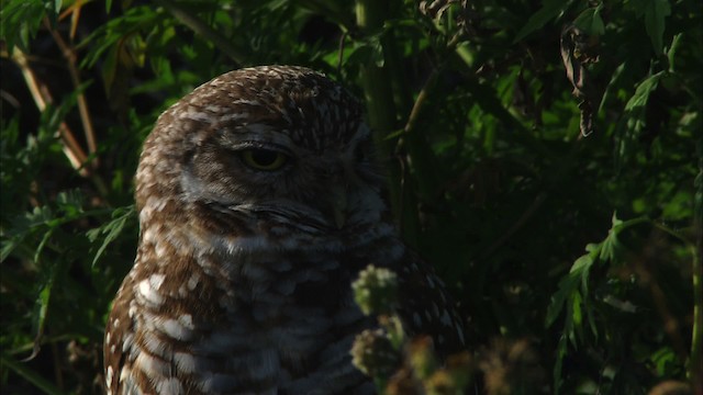 Burrowing Owl (Florida) - ML465852