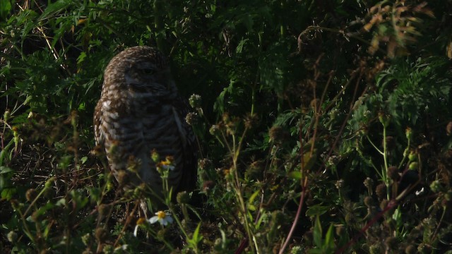 Burrowing Owl (Florida) - ML465853