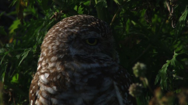 Burrowing Owl (Florida) - ML465854