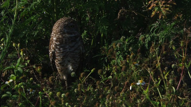 Burrowing Owl (Florida) - ML465855