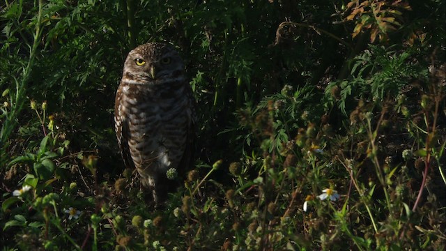 Burrowing Owl (Florida) - ML465856
