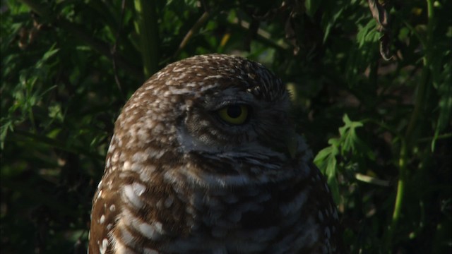 Burrowing Owl (Florida) - ML465857