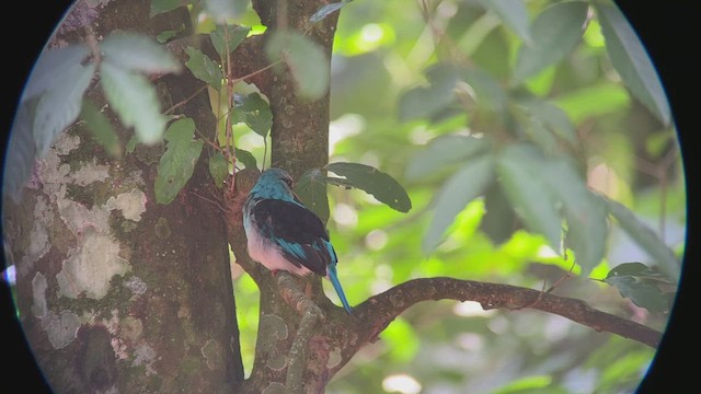 Blue-breasted Kingfisher - ML465857901