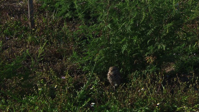 Burrowing Owl (Florida) - ML465859