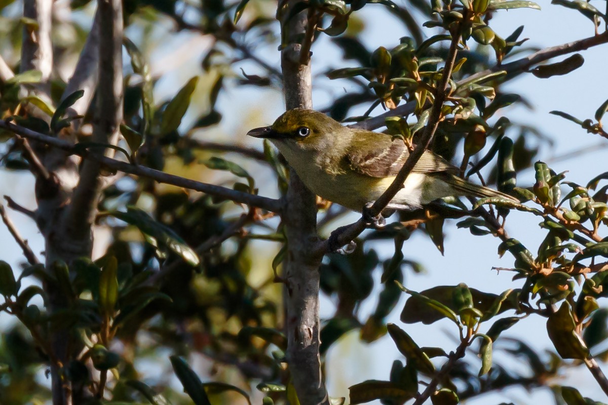 eBird Checklist - 8 Jul 2022 - Oscar Scherer SP - 16 species