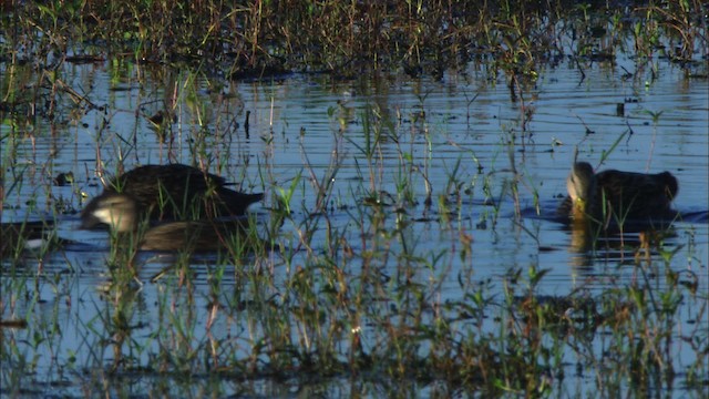 Mottled Duck (Florida) - ML465860