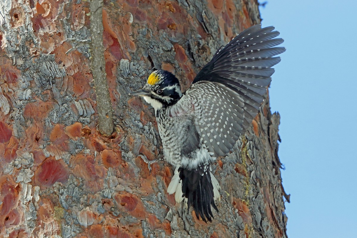 American Three-toed Woodpecker (Rocky Mts.) - Nigel Voaden