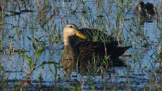 Mottled Duck (Florida) - ML465861