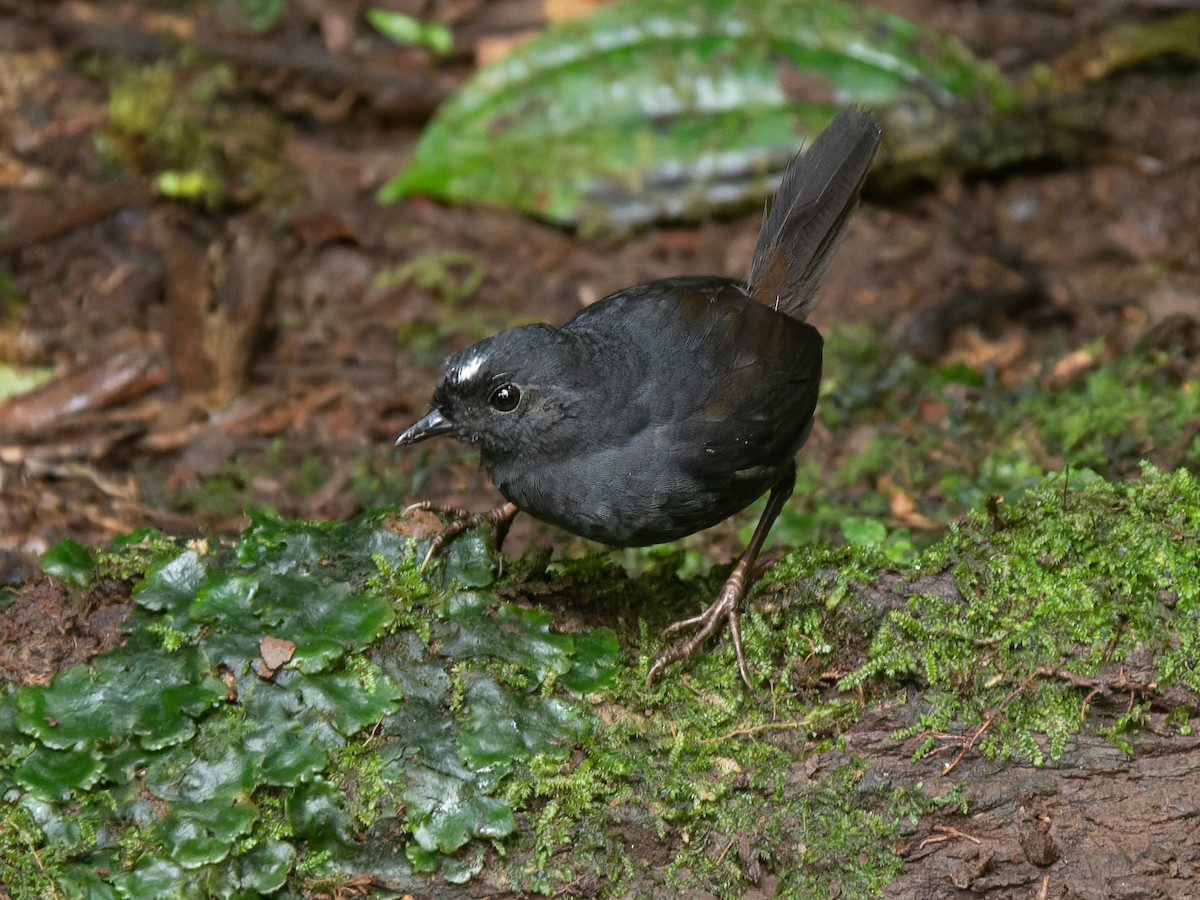 White-crowned Tapaculo - ML465862671