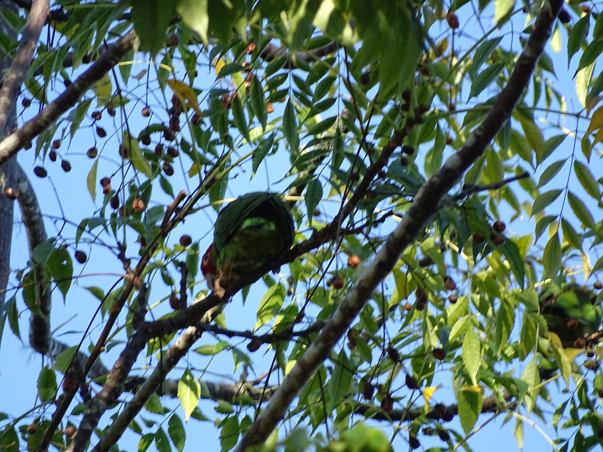 Guayaquil Papağanı - ML46586521