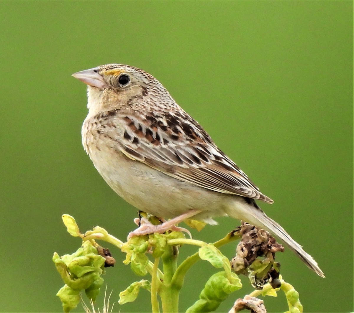 Grasshopper Sparrow - Rick Bennett
