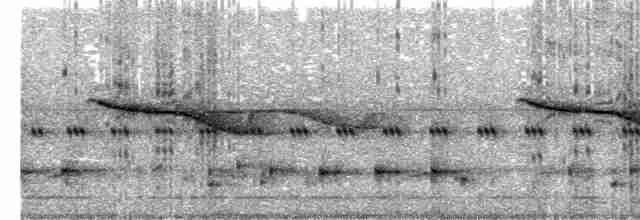 Breitspiegel-Nachtschwalbe - ML465877681