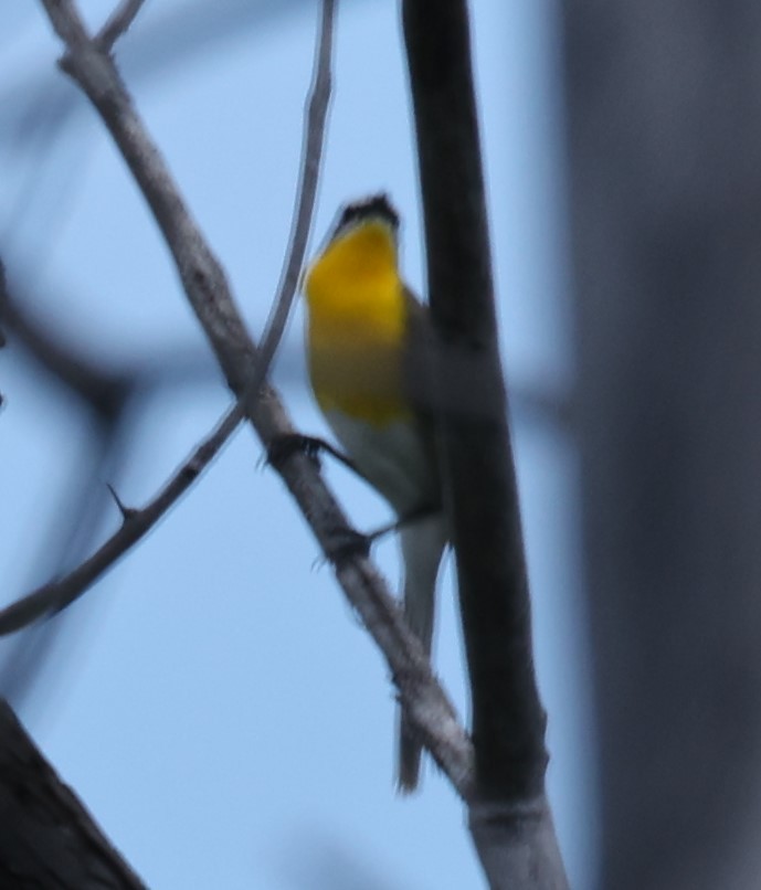 Yellow-breasted Chat - ML465880211