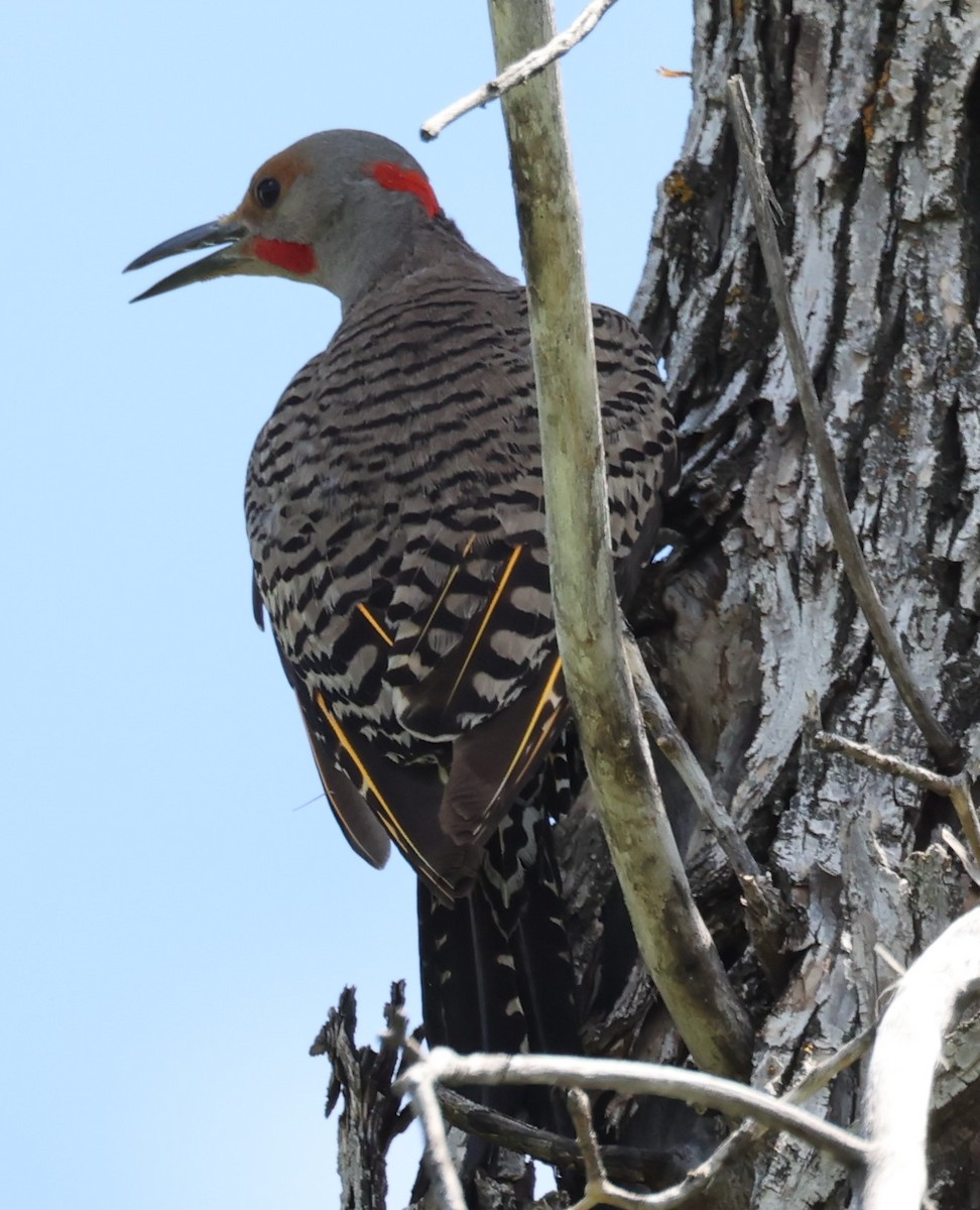 Northern Flicker (Yellow-shafted x Red-shafted) - ML465883631