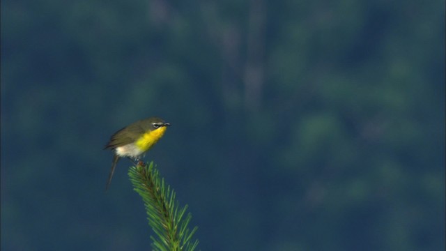 Yellow-breasted Chat (virens) - ML465888