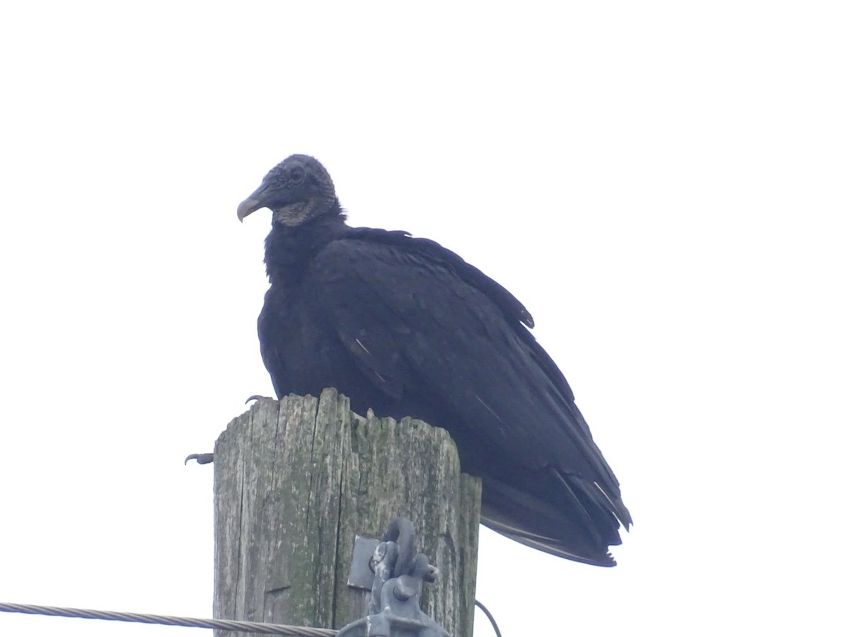 Black Vulture - ML465890021