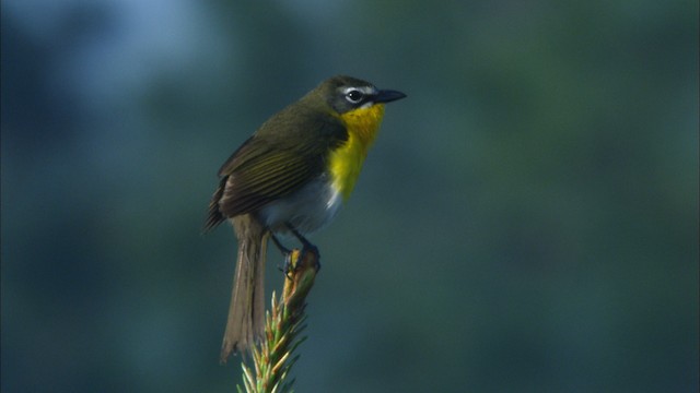 Yellow-breasted Chat (virens) - ML465892