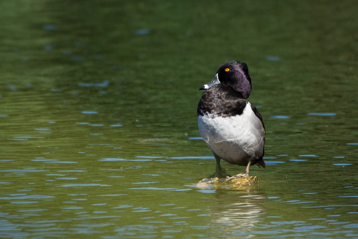 Ring-necked Duck - Apolinar Basora