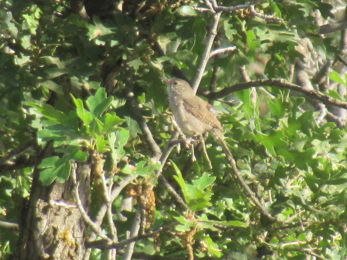 ML465898241 House Wren Macaulay Library