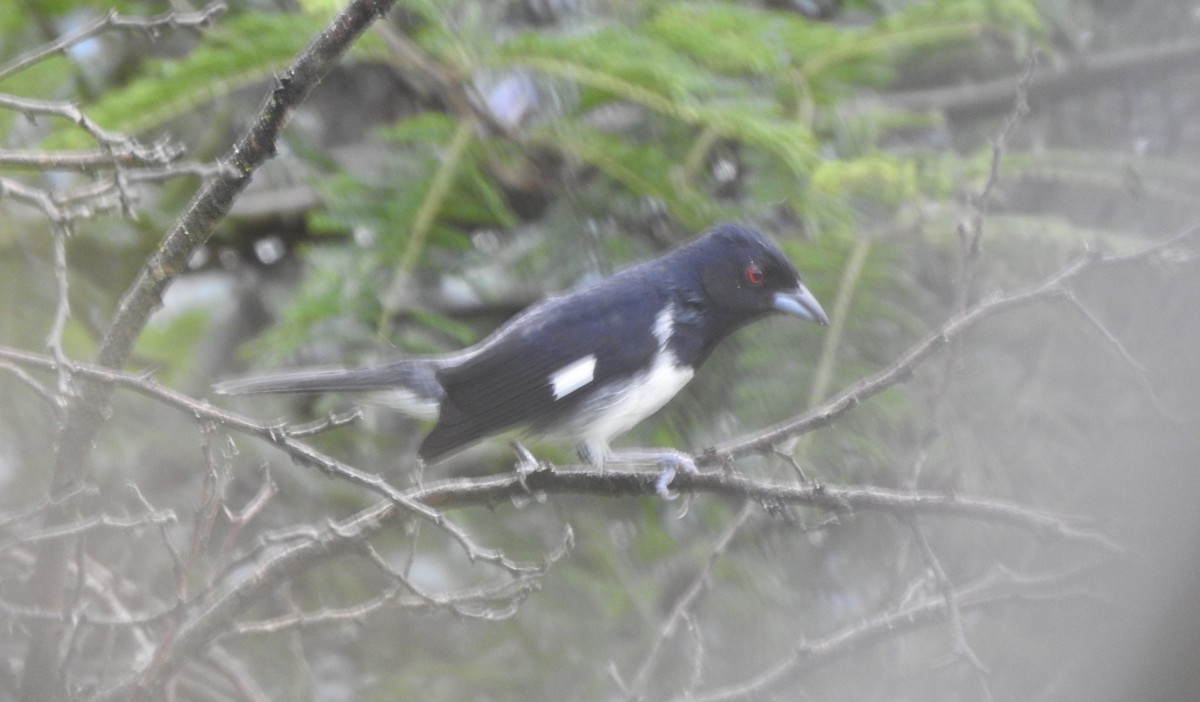 Black-and-white Tanager - ML465898311