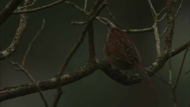 Bachman's Sparrow - ML465900