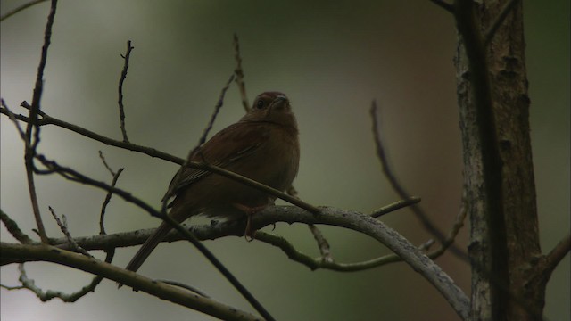 Bachman's Sparrow - ML465901
