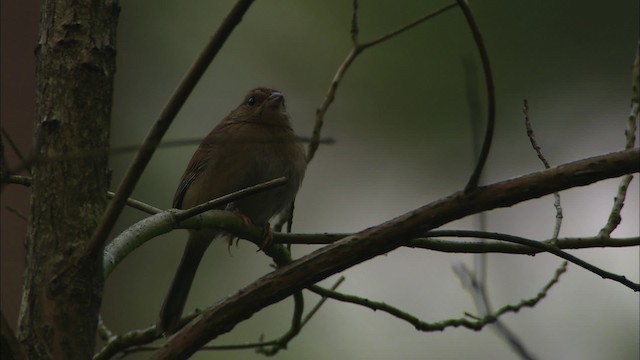 Bachman's Sparrow - ML465903