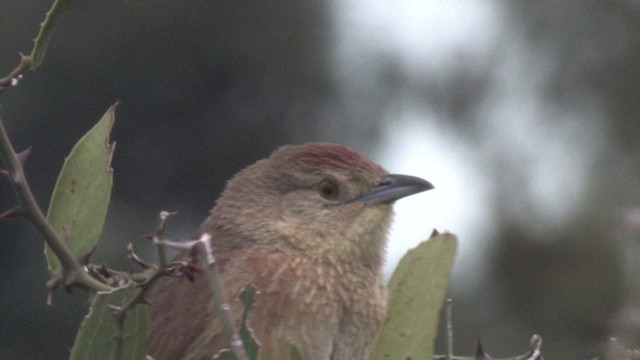 Freckle-breasted Thornbird - ML465906