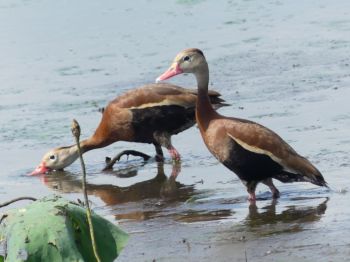 Ml465908041 Black-bellied Whistling-duck Macaulay Library