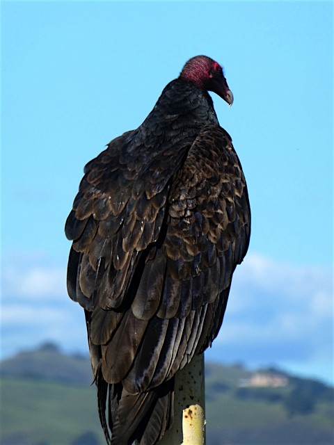 Turkey Vulture - ML46591041