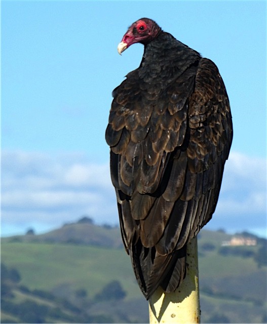 Turkey Vulture - ML46591051