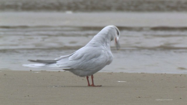  - Snowy-crowned Tern