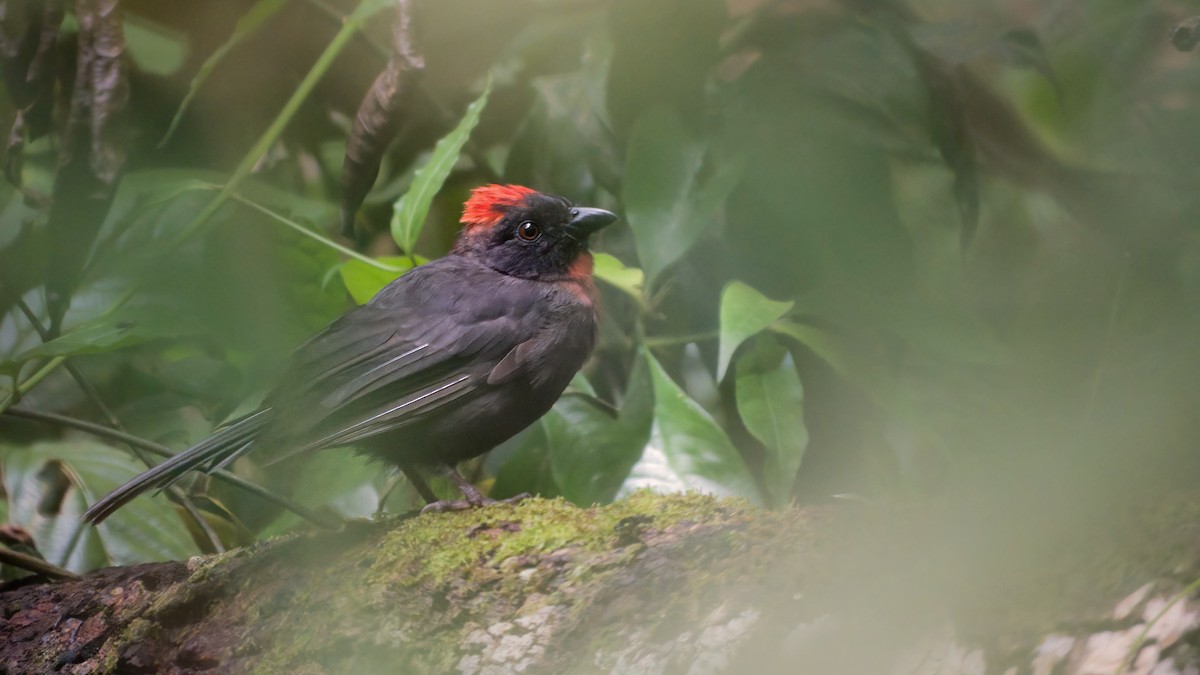 Sooty Ant-Tanager - ML465921921