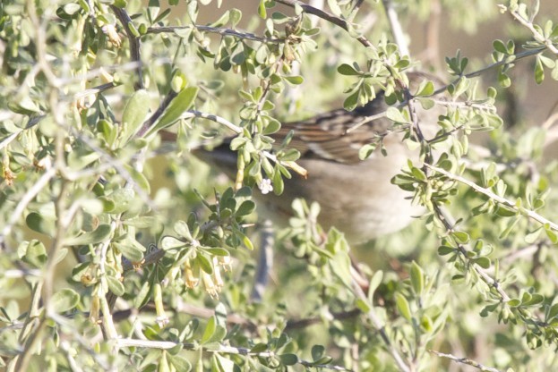 Golden-crowned Sparrow - robert bowker