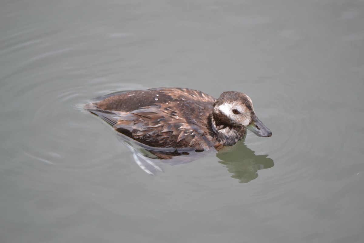Long-tailed Duck - ML46592831