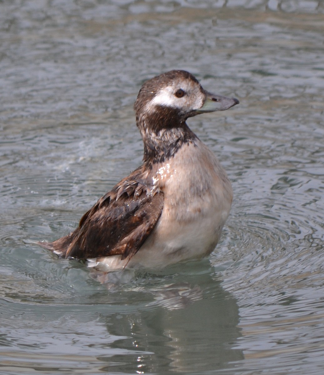 Long-tailed Duck - ML46592921