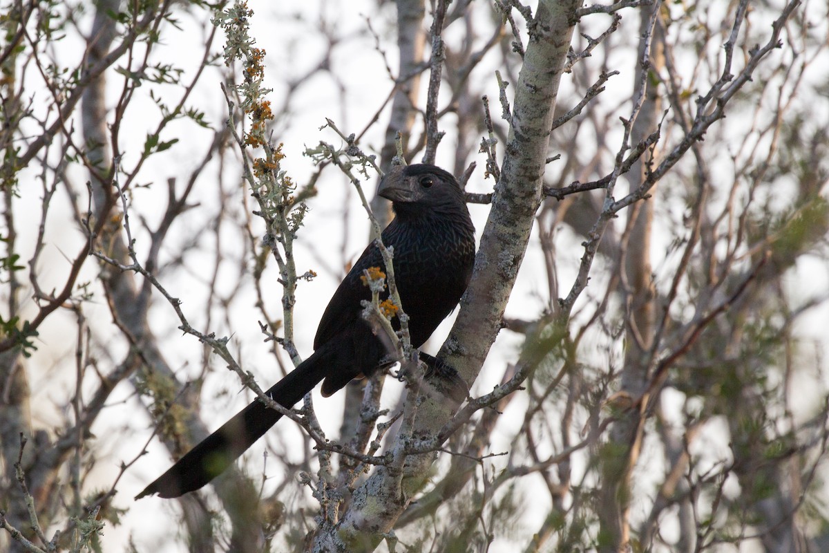 Groove-billed Ani - Griffin Richards
