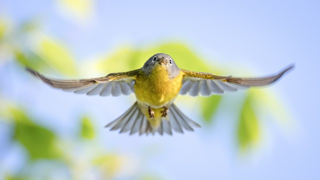 Possible confusion species: Nashville Warbler (<em class="SciName notranslate">Leiothlypis ruficapilla</em>). - Nashville Warbler - 
