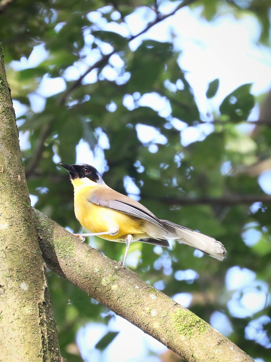 Blue-crowned Laughingthrush - ML465940111