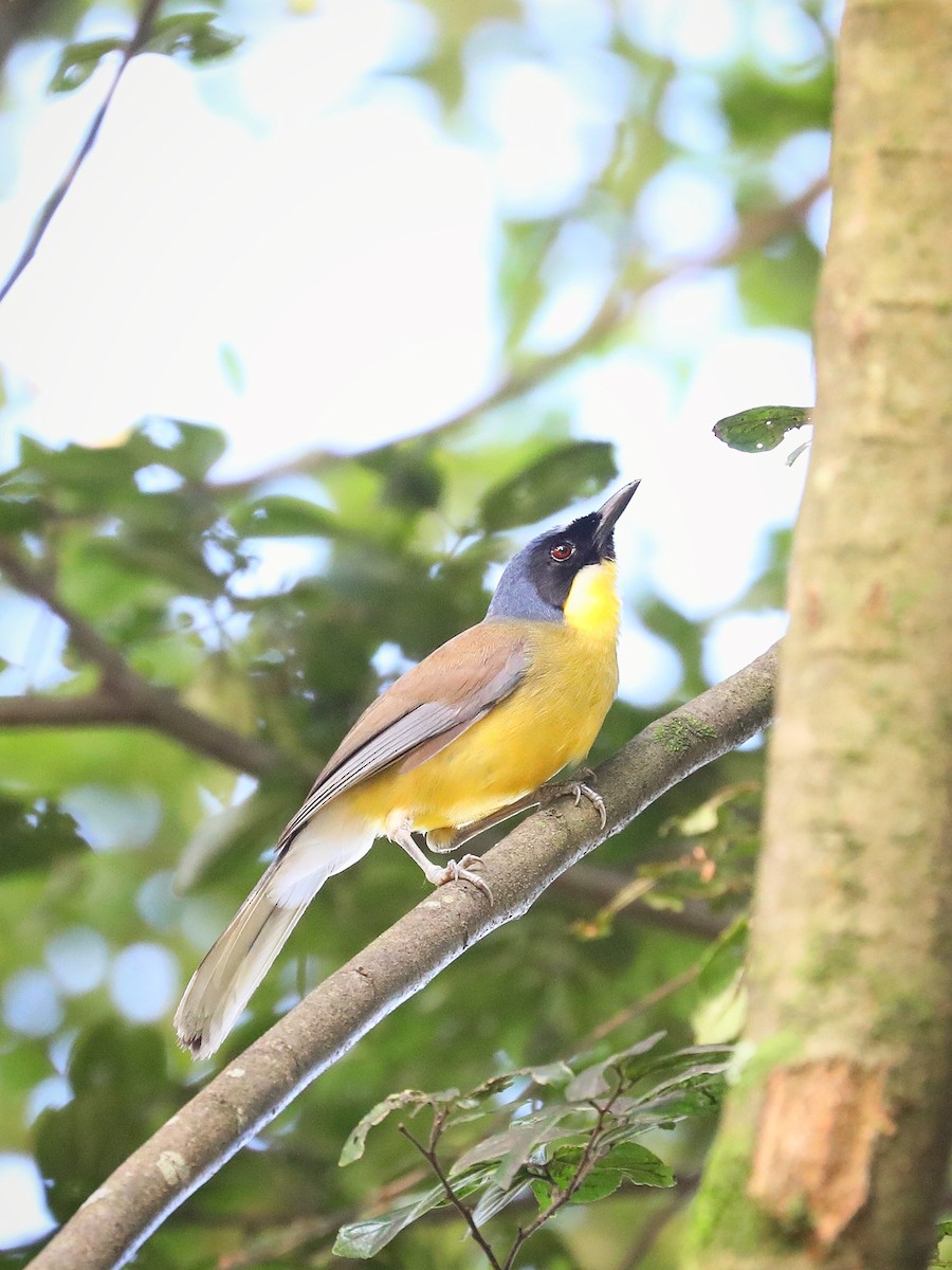 Blue-crowned Laughingthrush - ML465940141