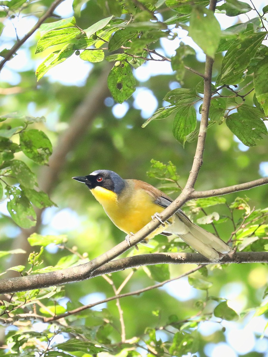 Blue-crowned Laughingthrush - ML465940171