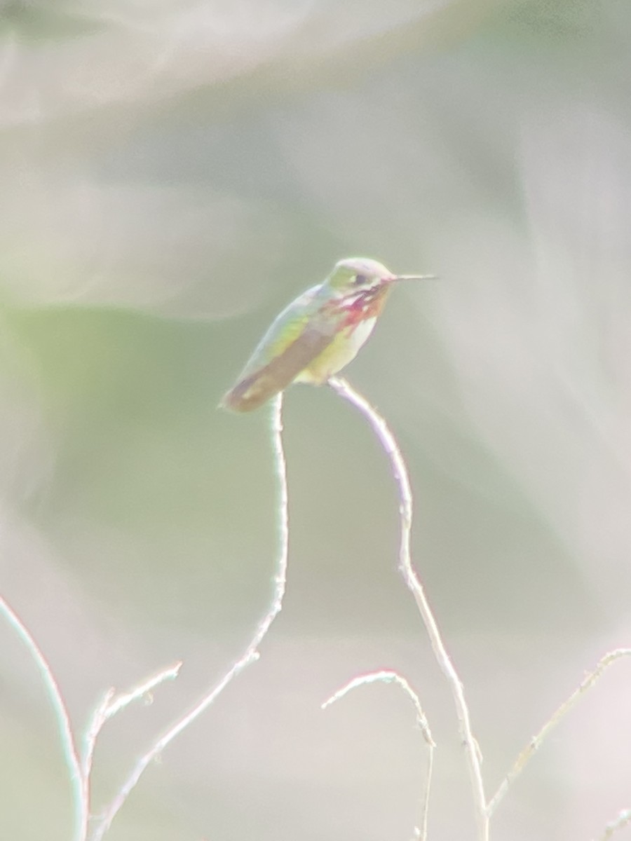 Calliope Hummingbird - ML465940911