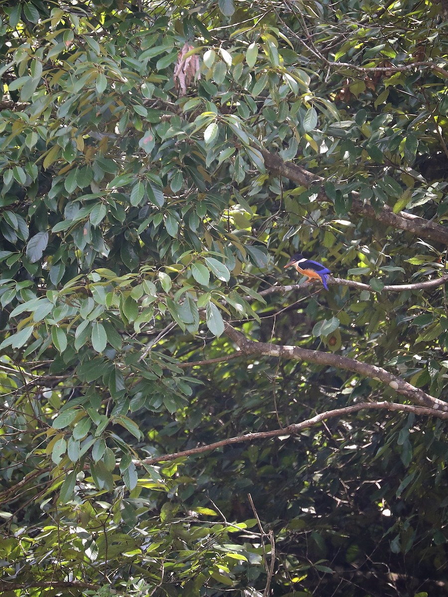 Black-capped Kingfisher - ML465940971