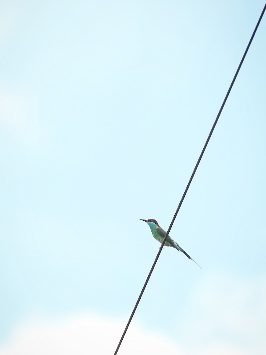 Blue-throated Bee-eater - ML465941131