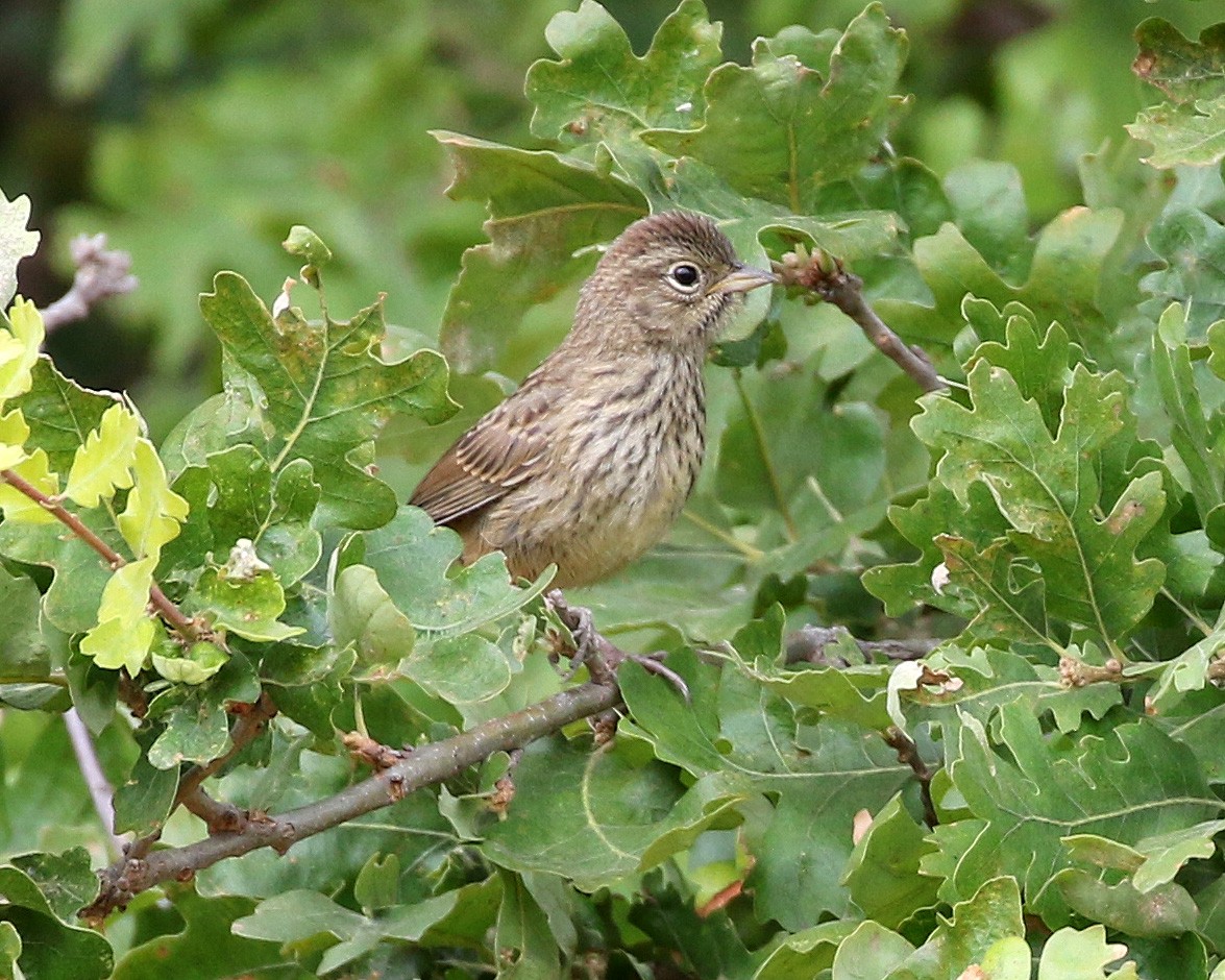 Rufous-crowned Sparrow - Michael Hawk