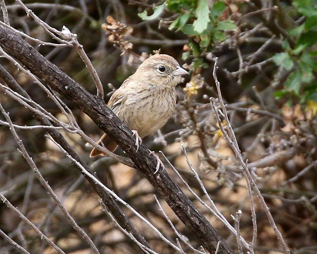 Rufous-crowned Sparrow - Michael Hawk