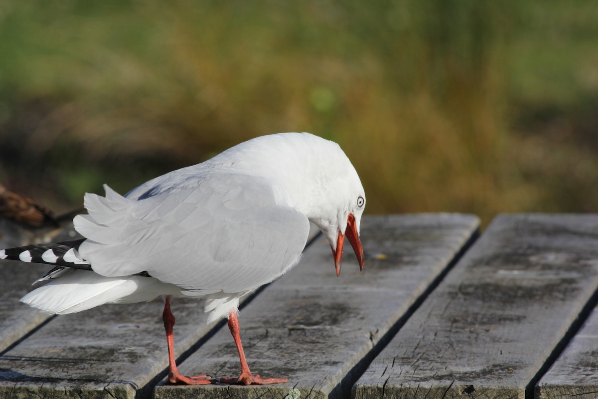 Silver Gull (Red-billed) - ML46594581